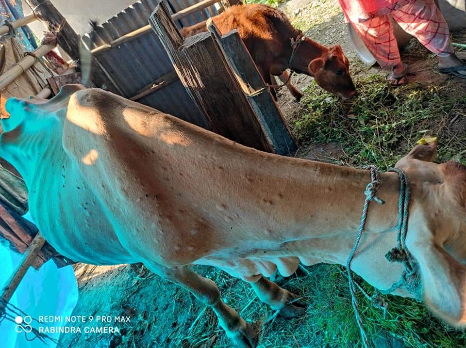 मकवानपुरगढीमा  देखा पर्यो ‘लम्पी स्किन डिजिज रोग’