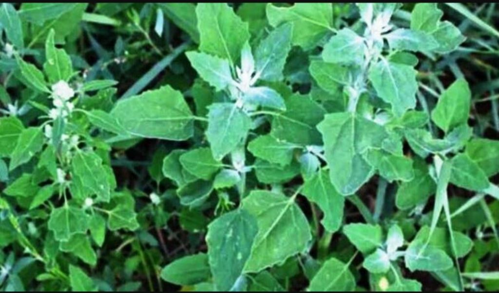 बेथेको साग खानुको फाईदा