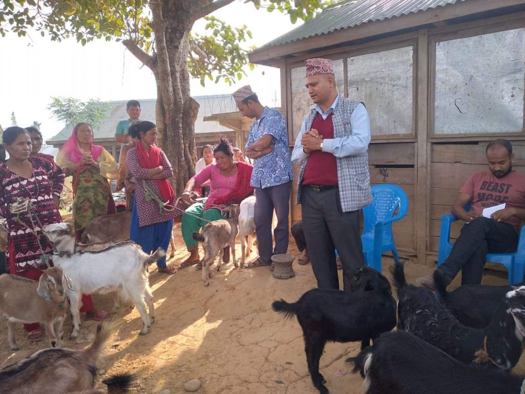 देविडाँडा टोलविकास संस्थाको उदाहरणीय काम,विपन्न परिवारलाई बाख्रा वितरण