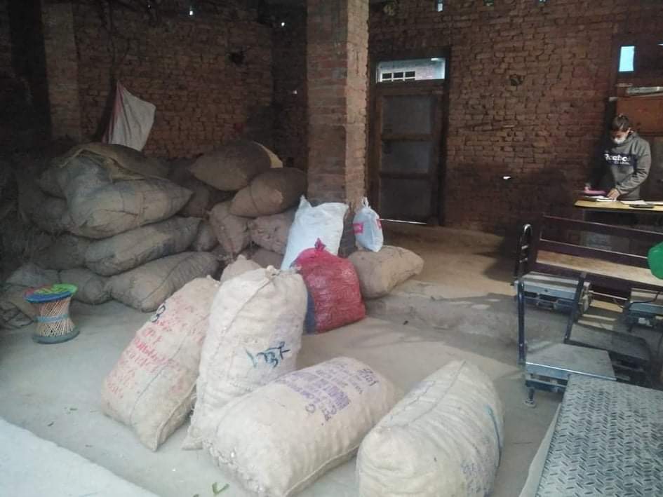 पालुङमा आलु उत्पादन सुरु, असिनाको असर देखियो