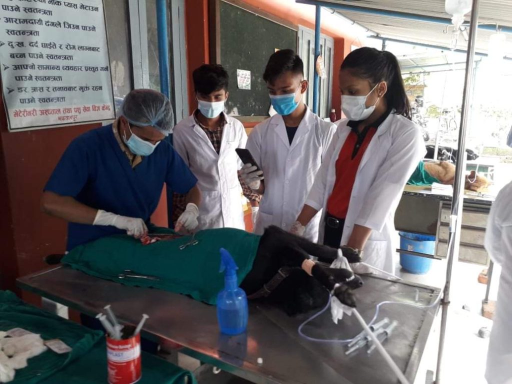 मकवानपुरमा १०३ वटा सामुदायिक कुकुरको गरियो बन्ध्याकरण