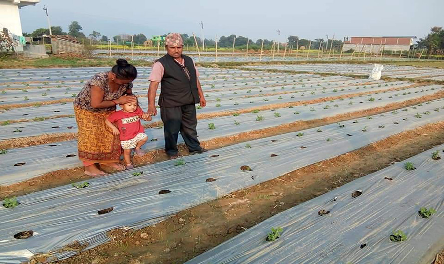 मकवानपुरमा कृषक प्रोत्साहन अनुदान कार्यक्रम सुरु