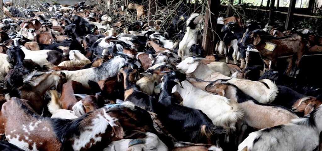 दसैँमा सरकारले खाद्यान्न र खसीबोकामा उपभोक्तालाई सवा तीन करोड छुट दिने