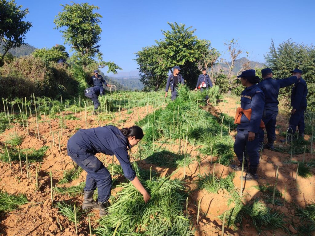 मकवानपुरमा ५२ विगाह जमिनमा लगाइएको लागुऔषध खेती नष्ट
