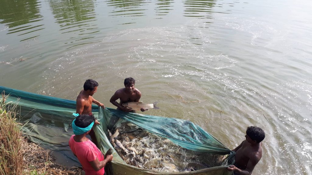 स्वदेशी माछा दानाले बजार पाएन