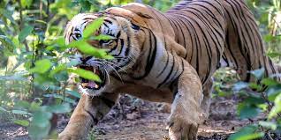 नेपालमा बाघको सङ्ख्या बढ्यो