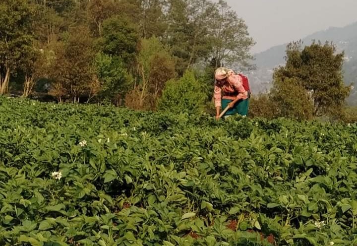 रासायनिक मल नपाउँदा थाहाका कृषकहरु चिन्तित