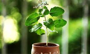 हरिशयनी एकादशी : आज तुलसी रोप्ने दिन