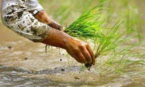 मकवानपुरमा ६८ प्रतिशत रोपाइँ सकियो