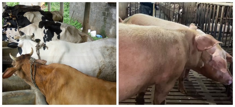 गाई गोरु, राँगा र भैँसीको सङ्ख्या घट्यो : सुँगुर/बङ्गुर, बाख्रा/च्याङ्ग्रा बढे