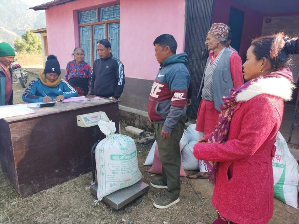 मकवानपुरगढीको बुढिचौरमा पहिलो दिन नै झन्डै २२ सय केजी फापर संकलन, १० मेट्रीक टन खरिद गर्ने लक्ष्य