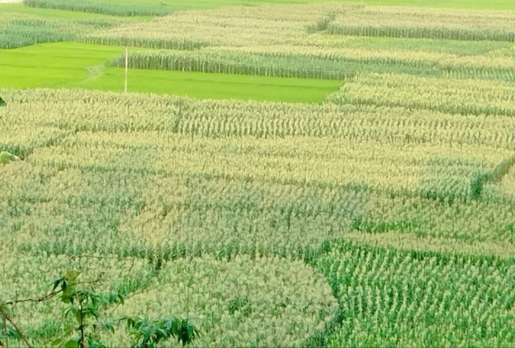 देशभरका सबैखाले जग्गाकाे पुनः नापी गर्न संसदीय समितिको सरकारलाई निर्देशन