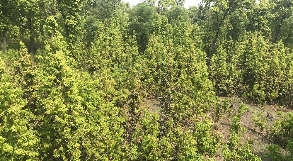 बागमती प्रदेशले बनाएको वन ऐन कार्यान्वयनमा समस्या, ऐन संशोधन गर्न संसदीय समितिको निर्देशन