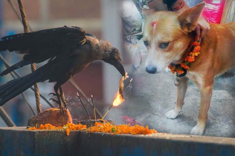 भोलिदेखि तिहार, यमपञ्चक आजै शुरु हुँदै