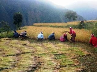 मकवानपुरका किसानलाई धान काट्ने चटारो