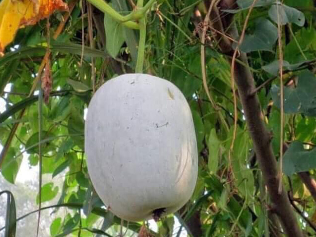 आज कुष्माण्ड नवमी