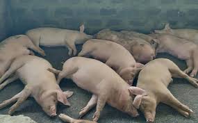 मकवानपुरमा अफ्रिकन स्वाइन फिभरबाट १९० बङ्गुर मरे