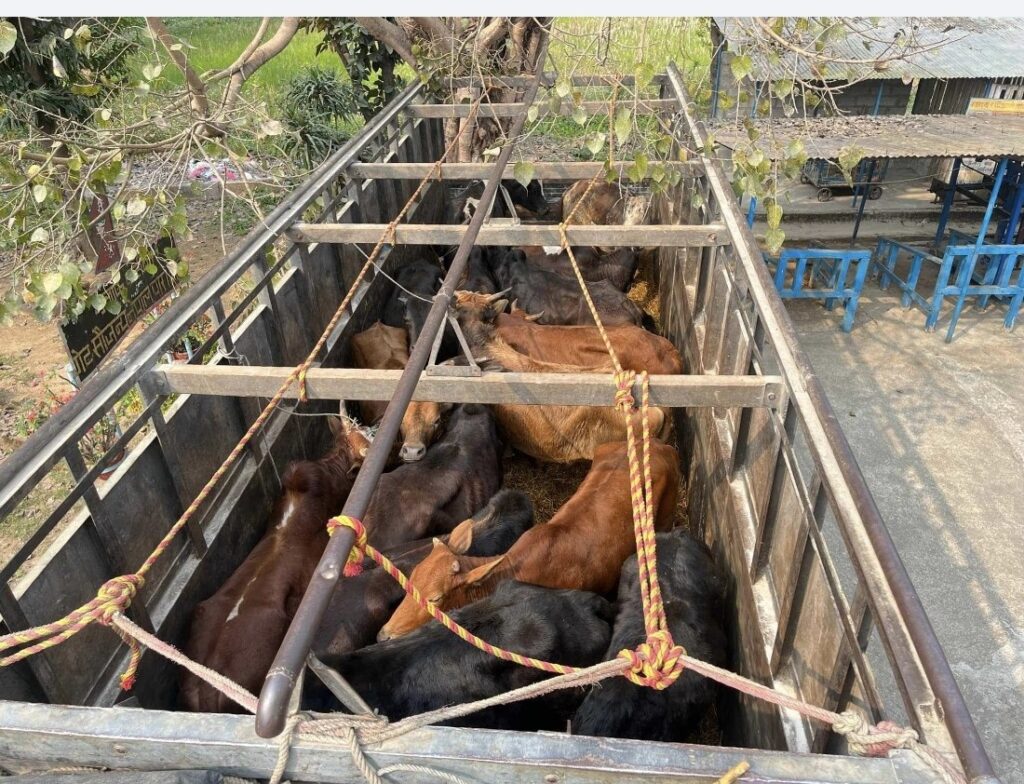 हेटौंडामा गोरु काण्डः तस्कर पक्रन प्रहरीको असहयोग