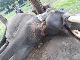 चितवनमा निकुञ्ज सुरक्षाकर्मीकै गोली लागेर हात्तीको मृत्यु