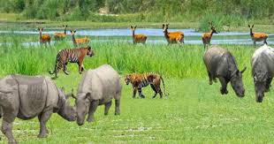 १० वर्षमा वन्यजन्तु आक्रमणबाट चेपाङ समुदायका १२७ जनाको मृत्यु